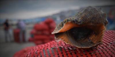 8 ayda 1077 ton deniz salyangozu ihraç edildi