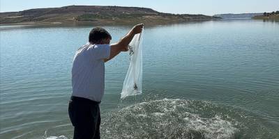 Atatürk Barajı'na 7 milyon 181 bin balık yavrusu bırakıldı