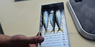 Yasa dışı su ürünleri avcılığına yönelik 5 günde yaklaşık 10 bin denetim yapıldı