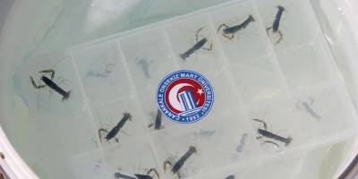 Çanakkale Boğazı'nda 300 yavru ıstakoz denizle buluştu