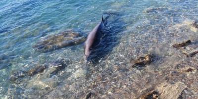 Alanya’da kıyıya vuran yunus, ekipler tarafından kurtarıldı