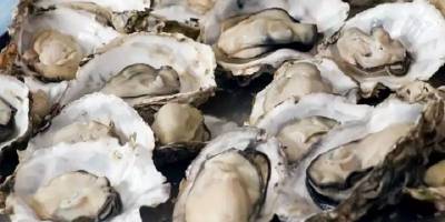 Türkiye istiridye yetiştiriciliğine hazırlanıyor