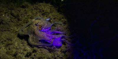 İzmir'de gece dalışlarına ilgi artıyor