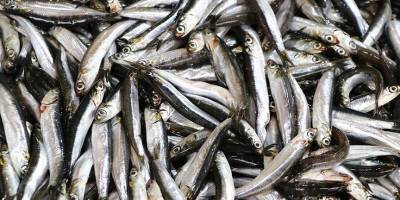 Hamsi yılın üçüncü çeyreğinde 25 ülkede alıcı buldu