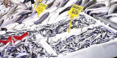Samsun'da bollaşan hamsi fiyatları düşürdü