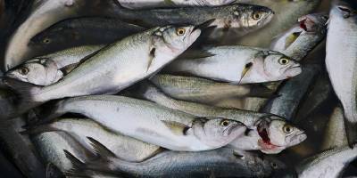 Marmara Denizi'nde lüfer bolluğu yaşanıyor