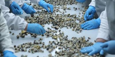 Deniz salyangozu 9 ayda en çok Güney Kore'ye satıldı