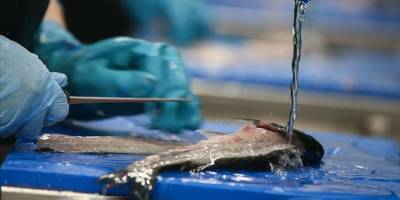 E20 Investment, Lucky Fish'in yüzde 70 hissesini aldı