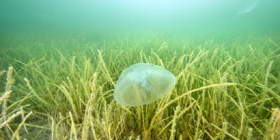 İzmit Körfezi'ndeki deniz çayırları görüntülendi