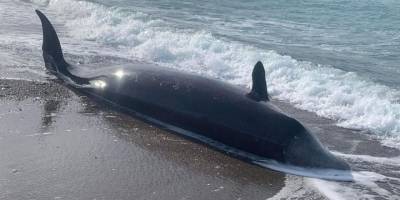 Balinaların kıyıya vurma nedeni Kahramanmaraş depremleri mi?