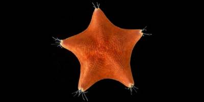 Denizyıldızının bütün vücudu aslında bir kafa