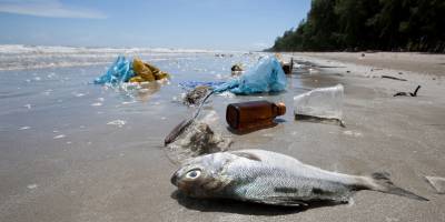 Su kaynaklarına atılan plastikler canlı yaşamını olumsuz etkiliyor