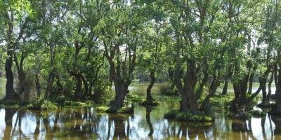 Su rejimini düzenleyen subasar ormanları görünmez filtre görevi yapıyor
