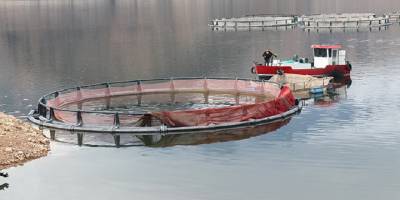 Erzurum'da üretilen 360 ton balığın çoğu ihraç ediliyor