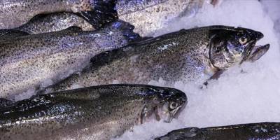 Su ürünleri ihracatının yıl sonunda 2 milyar dolara yaklaşması bekleniyor