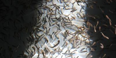 Zengin su kaynaklarının bulunduğu Erzincan'da balıkçılık yaygınlaşıyor