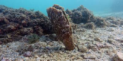 İklim değişikliği Akdeniz'deki toplu pina ölümlerini tetikledi