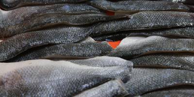 Muğla'dan 11 ayda 700 milyon dolarlık balık ihracatı yapıldı