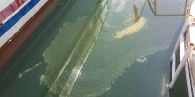 İnci kefaline 'sintine' tehdidi