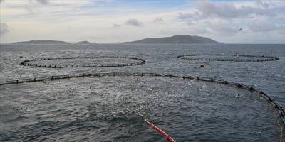 Su ürünlerinde ihracat devlet desteğiyle büyüyor