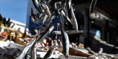 Kota getirilen hamsi avcılığının verimli başlaması gelecek adına umut oldu