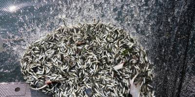 Hamsi stoklarının korunması için uluslararası işbirliği önerisi