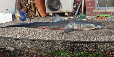 Mersin'de kısa yüzgeçli köpek balığı kıyıya vurdu