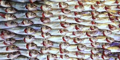 Doğu Karadeniz'in su ürünleri ihracat geliri 11 ayda yüzde 27 arttı