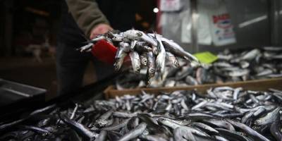 Hamsi bolluğu balıkçıların yüzünü güldürdü