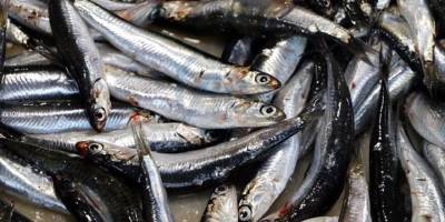 Hamsi 2023'te palamuttan tahtını geri aldı