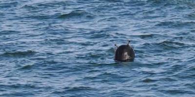 Karadeniz'de mayın tehlikesine karşı mutabakat İstanbul'da imzalanacak