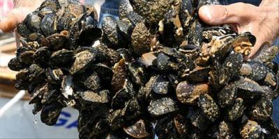 Kaçak midye avlayanlara 105 bin lira para cezası kesildi