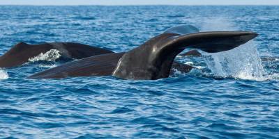 İspermeçet balinalarında "Tepeden inme liderlik değil demokrasi var"