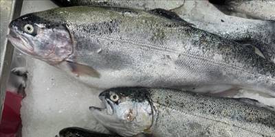 Doğal liman kentinde 2023'te 26 bin 631 ton Türk somonu üretildi