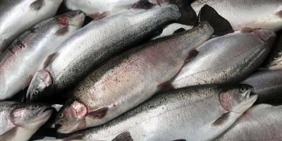 Trabzon'un su ürünleri ihracatı yüzde 58 arttı