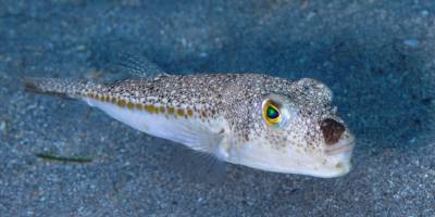 Kızıldeniz'den Ege'ye gelen zehirli balon balığı rotasını Marmara'ya çevirdi