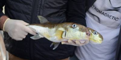 Balıkçılar, balon balığı destek ödemelerinin sürdürülmesini talep ediyor