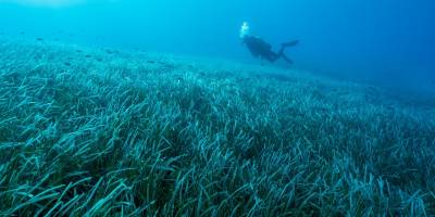 Akdeniz'in Posidoina çayırları, Kemerköy'de yeniden hayat bulacak