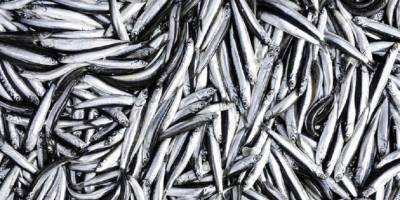 Hamsinin geleceği için 6 ülkeye çağrı!