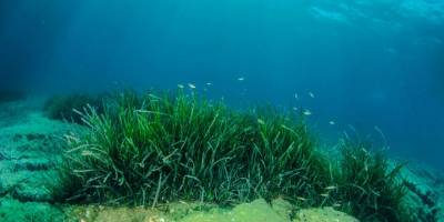 Karadeniz'deki deniz çayırlarının iklim değişikliğine uyumlarının artırılması için proje hazırlandı