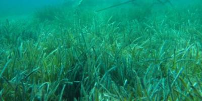 Karadeniz'deki deniz çayırları proje toplantısının sonuç bildirgesi açıklandı