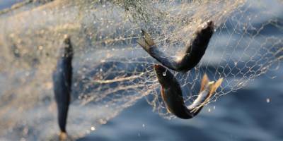 İzmit Körfezi'nde küçük ölçekli balıkçılığın gelişmesi için 4,5 milyon liralık destek