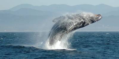 Bilim insanları, balina şarkılarının gizemini çözdü