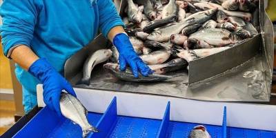 Su ürünleri sektörü 2 milyar dolar gelir hedefine odaklandı