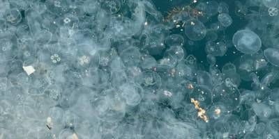 Marmara'da denizanaları, kirlilik ve aşırı avlanma nedenleriyle arttı