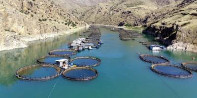 "Fırat"ın balıkları yurt dışında talep görüyor