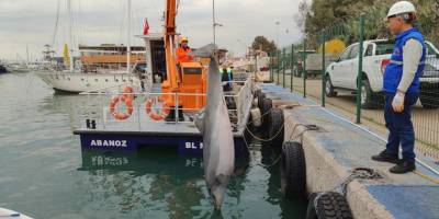Mersin'de denizde ölü yunus bulundu
