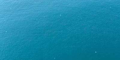 Denizanası yoğunluğu bilimsel incelemeye alındı