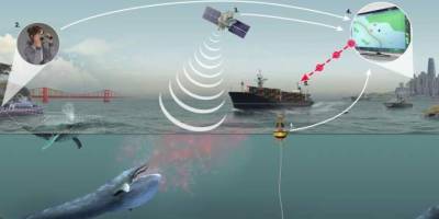 Gemi Trafiğinin Balinalar Üzerindeki Etkisini Azaltma Programı Başlıyor