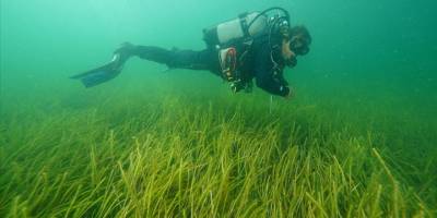 Marmara Denizi'nde iki yeni deniz çayırı alanı tespit edildi
